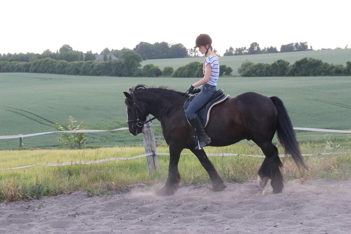 Irish Cob Sir Tonga billede 9