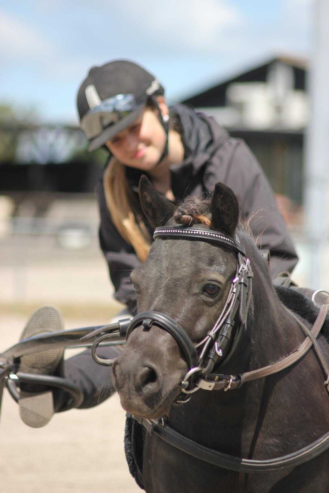 Shetlænder Molly billede 2