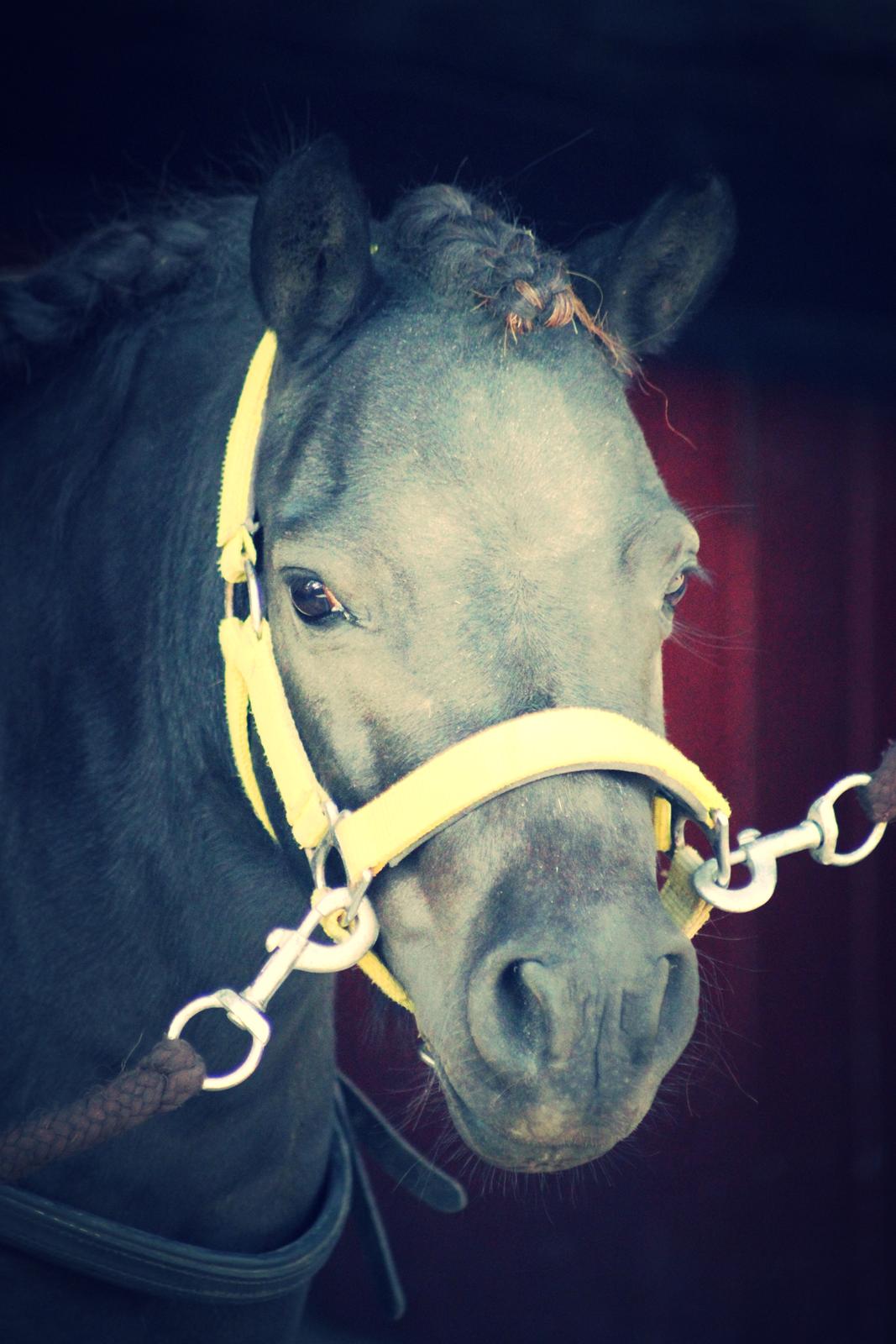 Shetlænder Molly billede 24