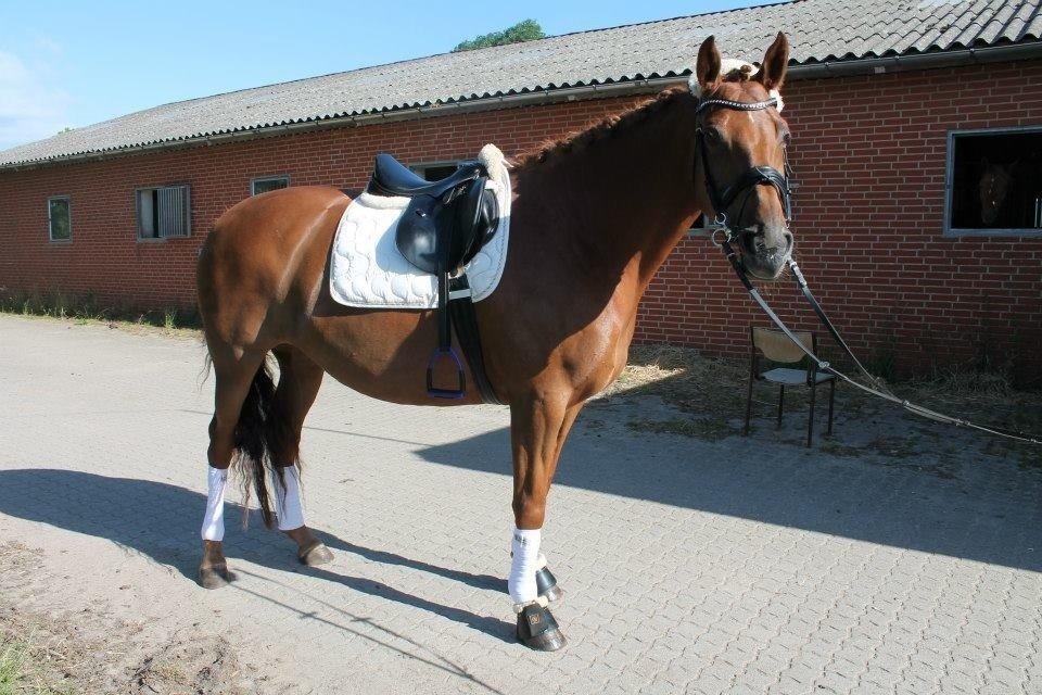 Belgisk varmblod Femke Du Sud billede 16