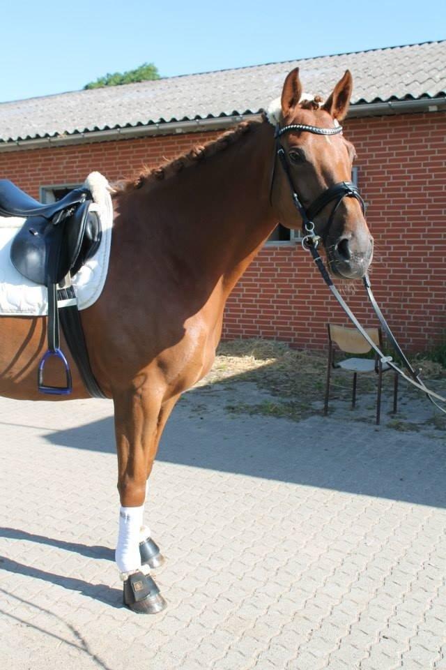 Belgisk varmblod Femke Du Sud billede 17