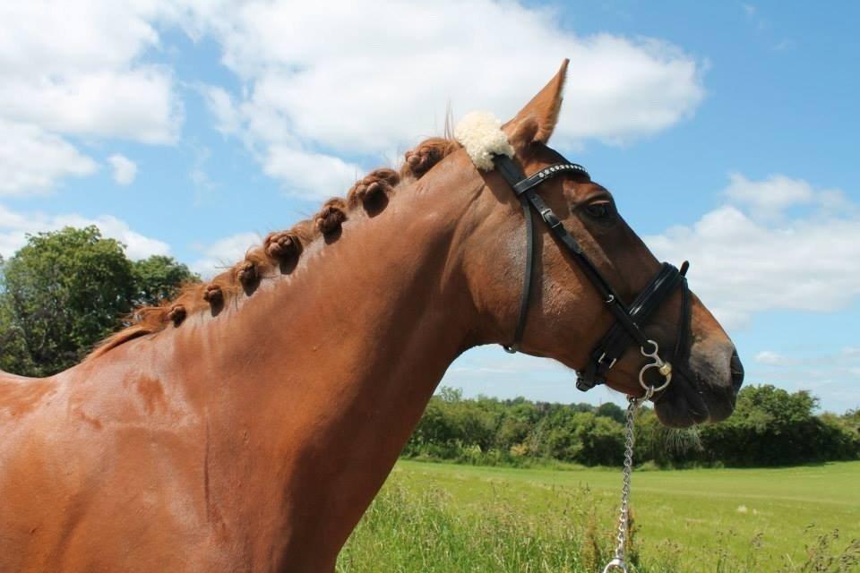 Belgisk varmblod Femke Du Sud billede 28