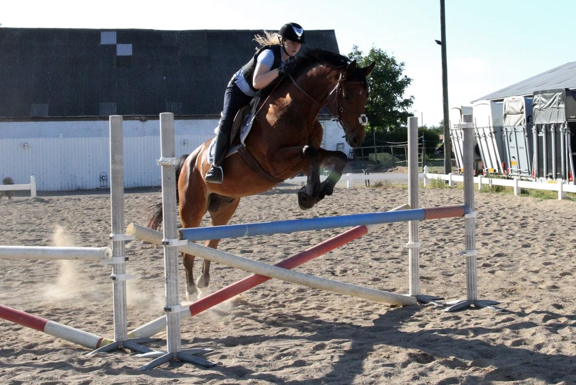 Dansk Varmblod Carismo billede 17