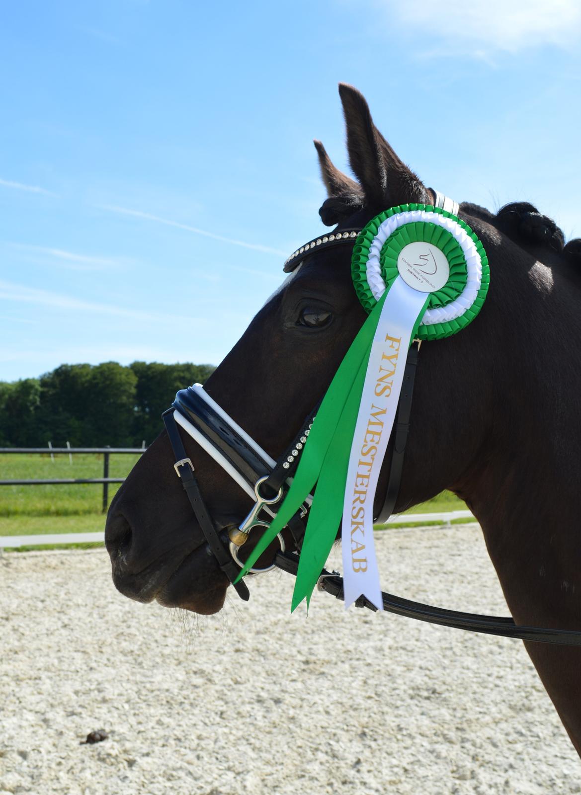 Tysk Sportspony Benedikt - Velkommen til Benedikts profil:-) Smukkeste ponydyr<3 billede 1