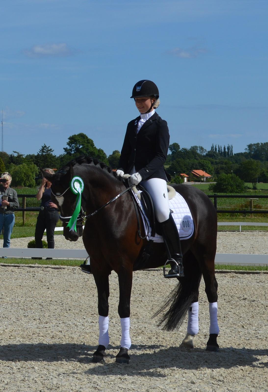 Tysk Sportspony Benedikt - Nr. 3 til fynsmesterskab 2014!<3 billede 2