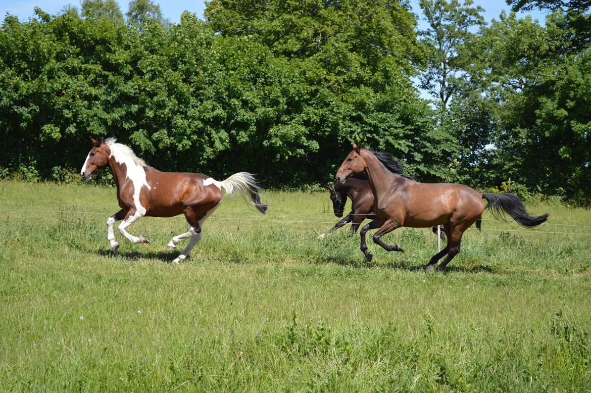 Gelderland Santander billede 13