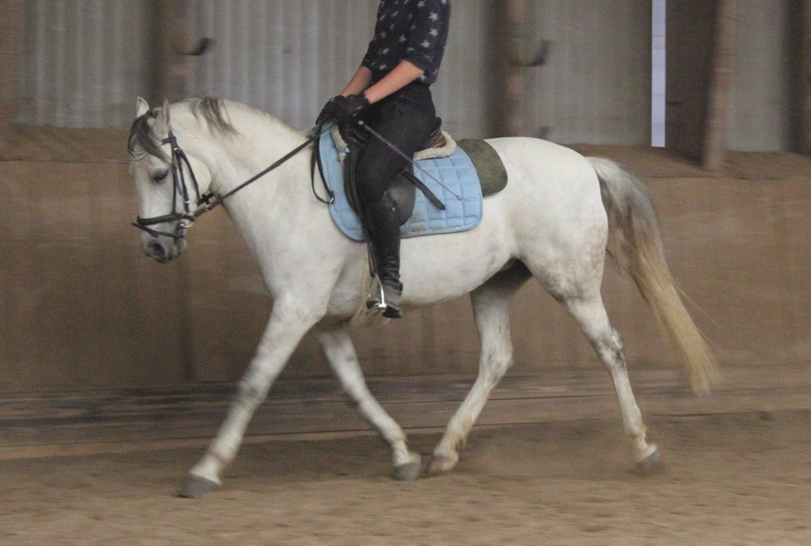 Shagya Araber (SH) Emely billede 1