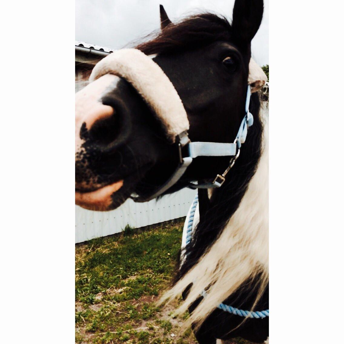 Irish Cob Holms Emmely - opmærksomhedskrævenede lille skøre pony. :) billede 4