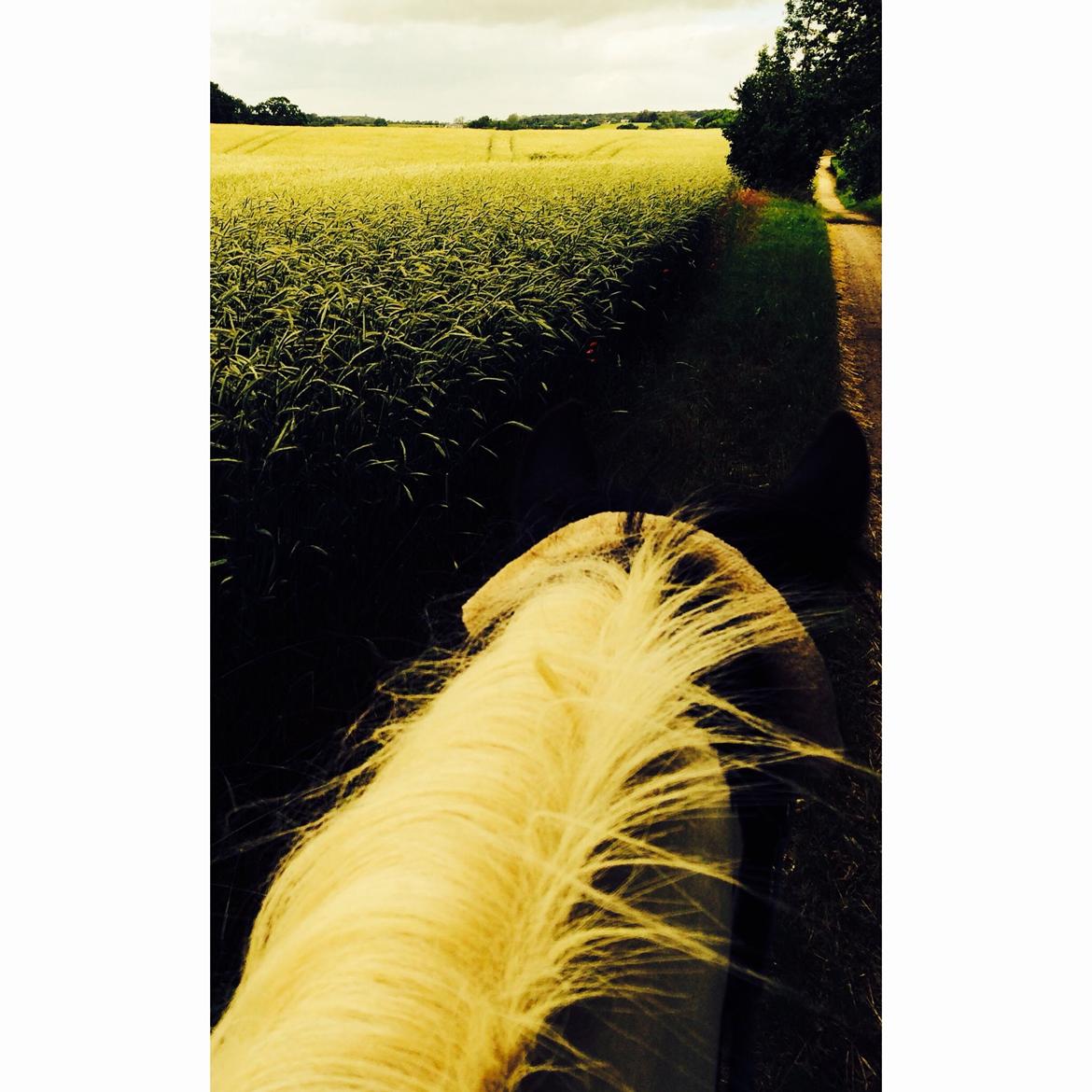 Irish Cob Holms Emmely billede 5