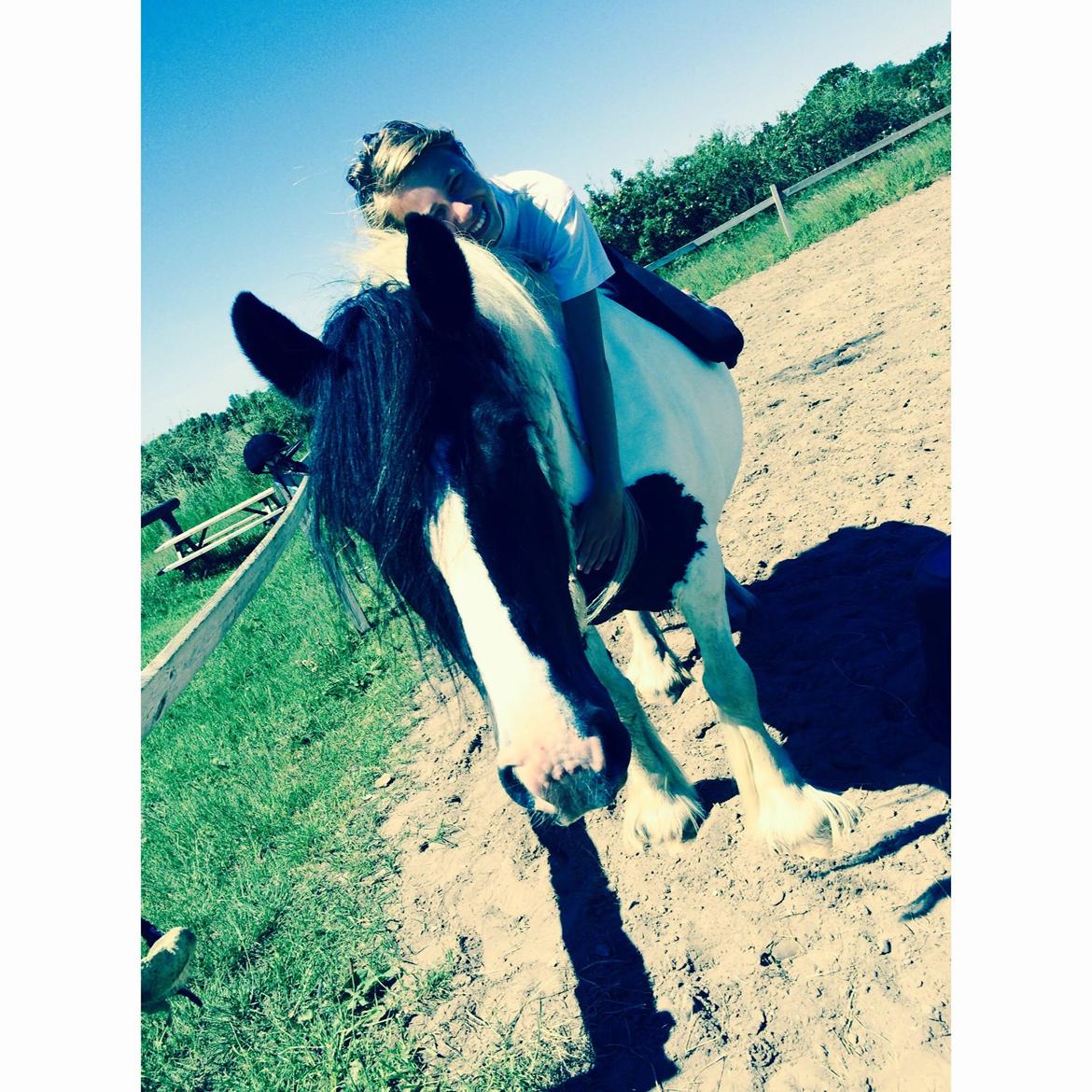 Irish Cob Holms Emmely - Emme. :) billede 6