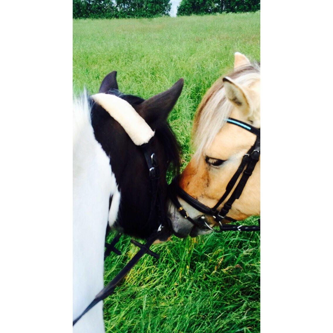 Irish Cob Holms Emmely - Emmely og hendes ven Butler. :) billede 7