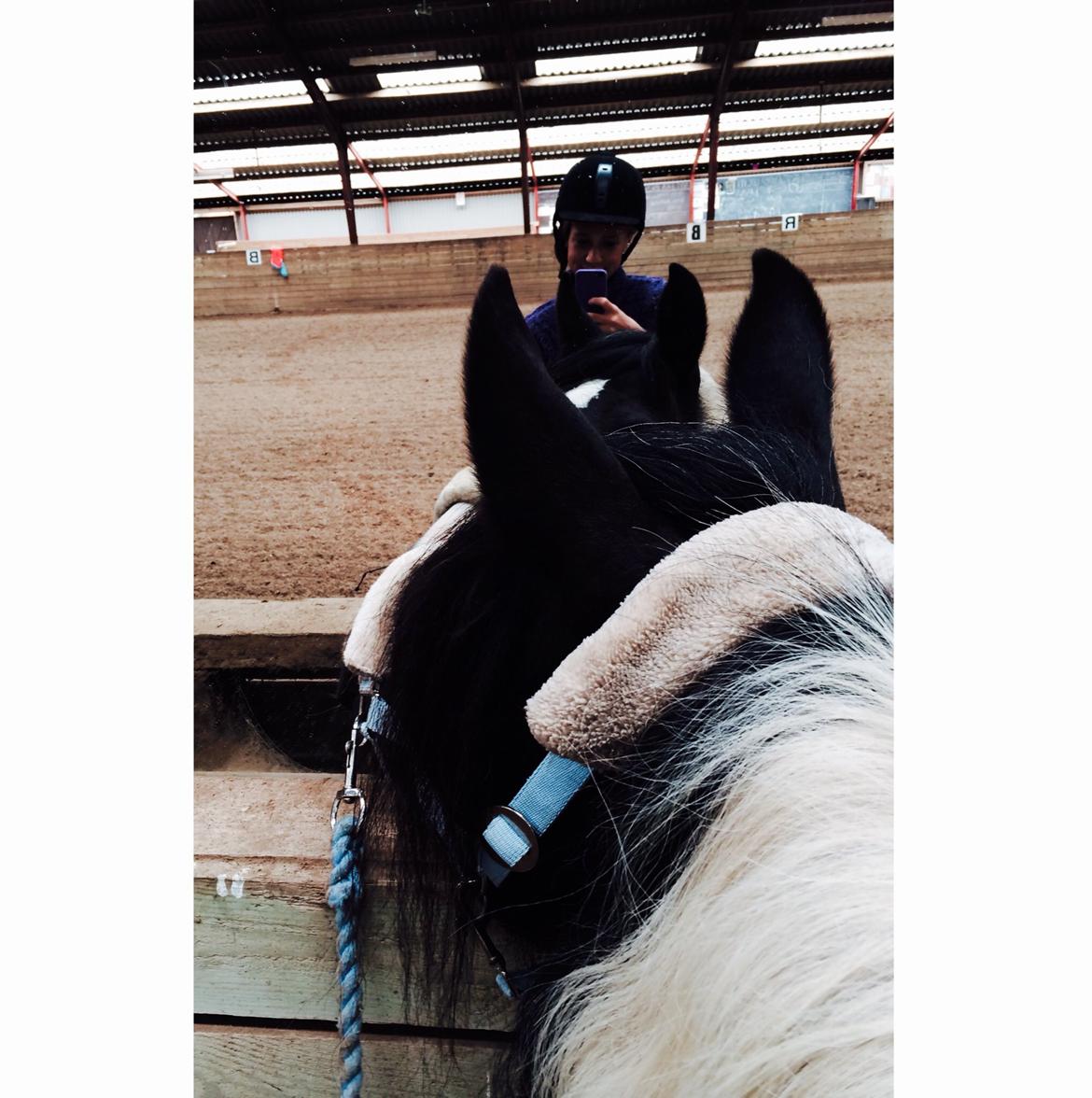 Irish Cob Holms Emmely - Emme elsker at udforske sig slev i ridehusets spejle.. :) billede 8