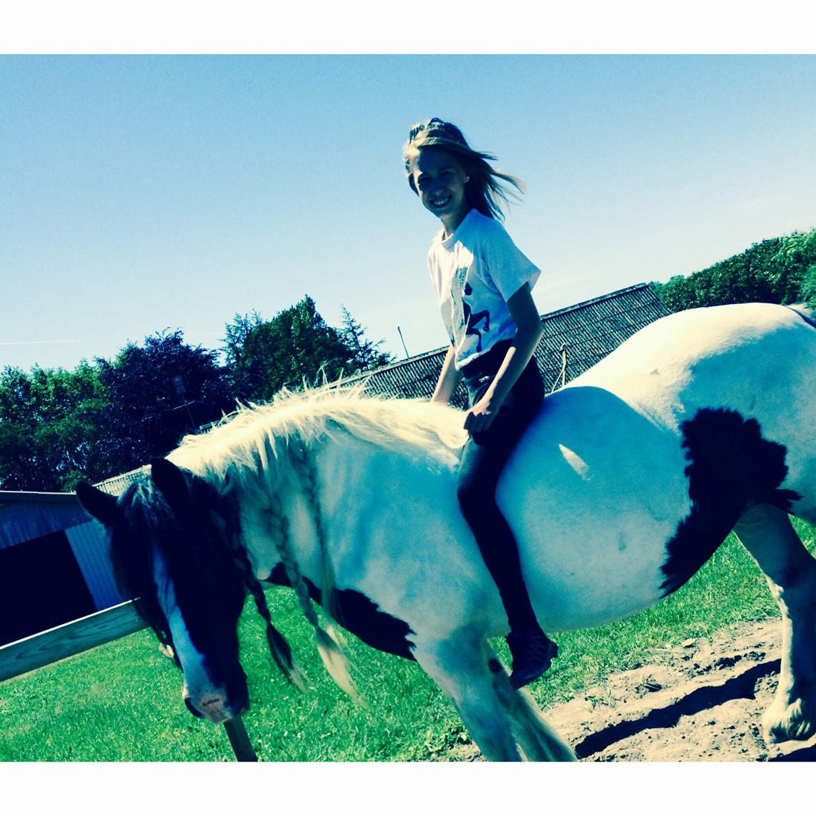 Irish Cob Holms Emmely - Emme. :) billede 9