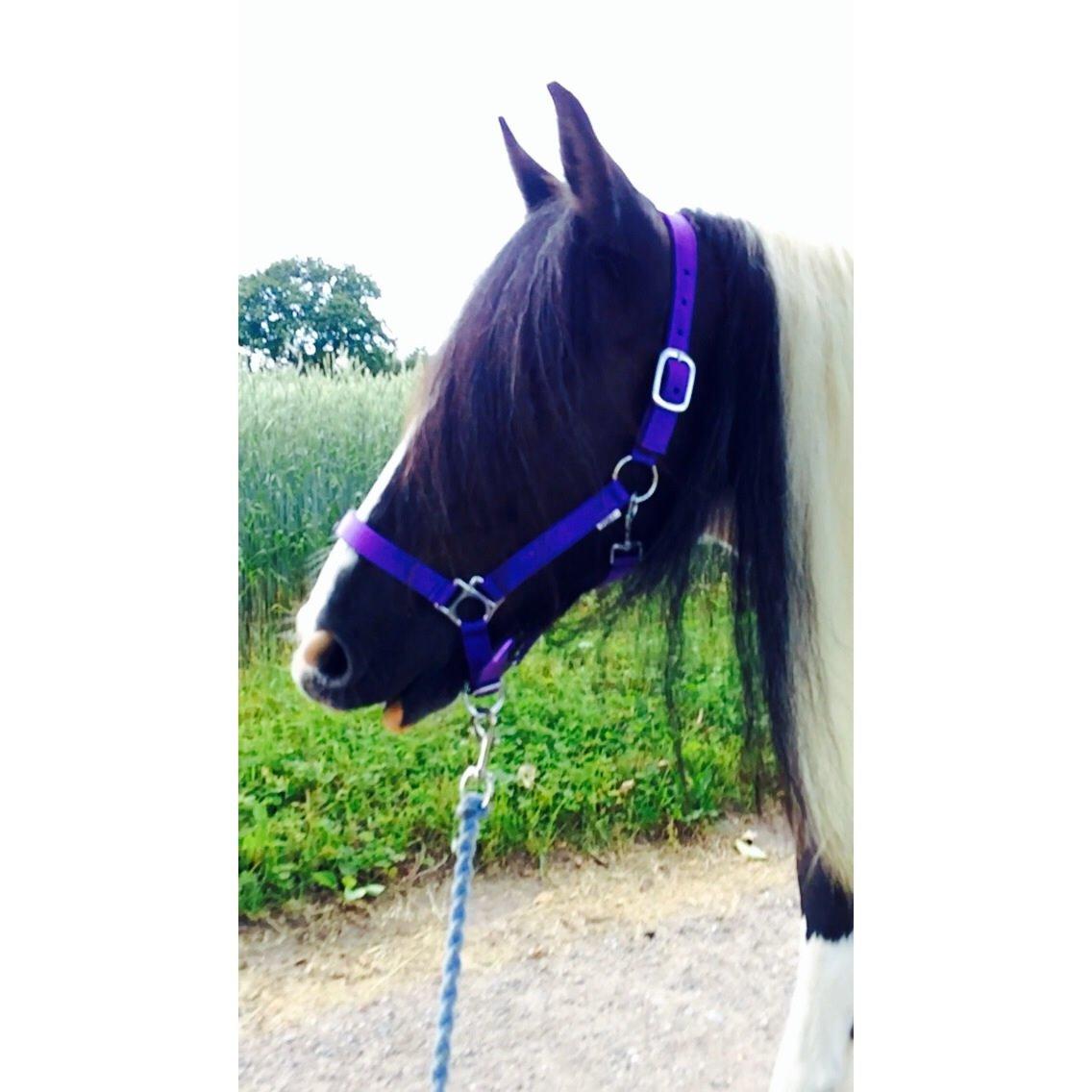 Irish Cob Holms Emmely - DEN MULE!!  billede 12