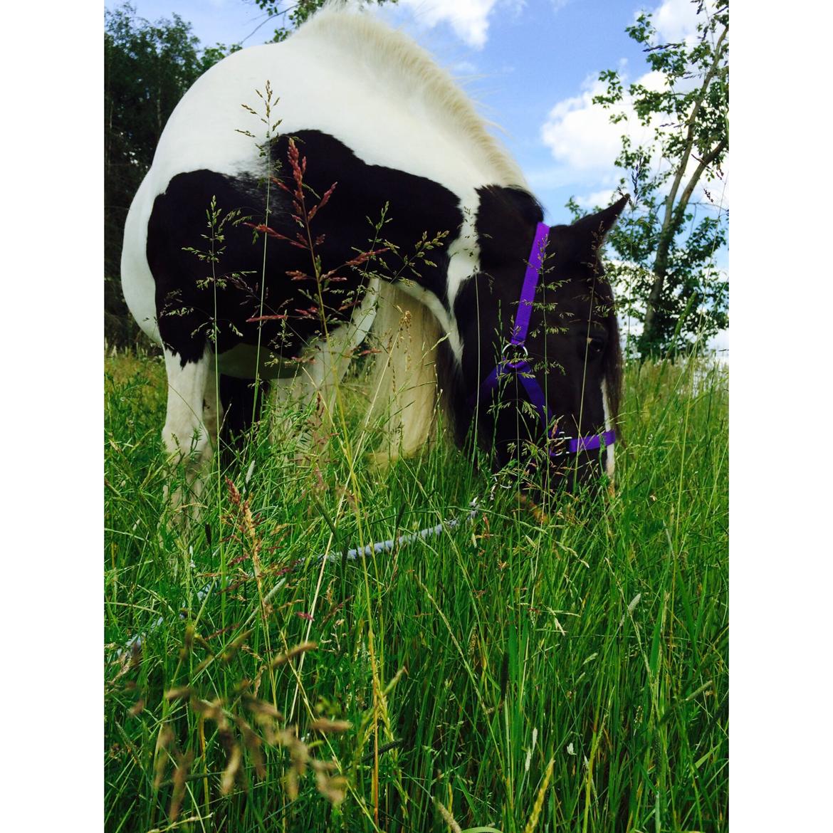 Irish Cob Holms Emmely - Mad frem for alt.. :P billede 13