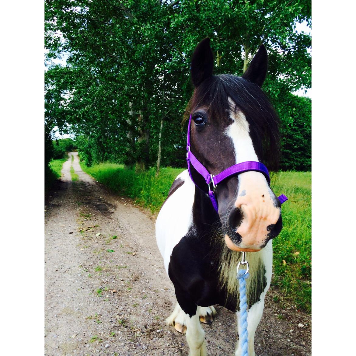 Irish Cob Holms Emmely - Smukkeste Emme, og mest irriterende flue der sider på hendes mule.. :) billede 14