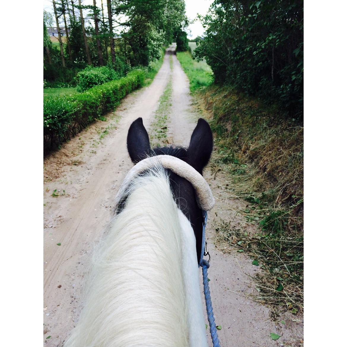 Irish Cob Holms Emmely - På tur. Emme elsker at være på tur.. :) billede 15