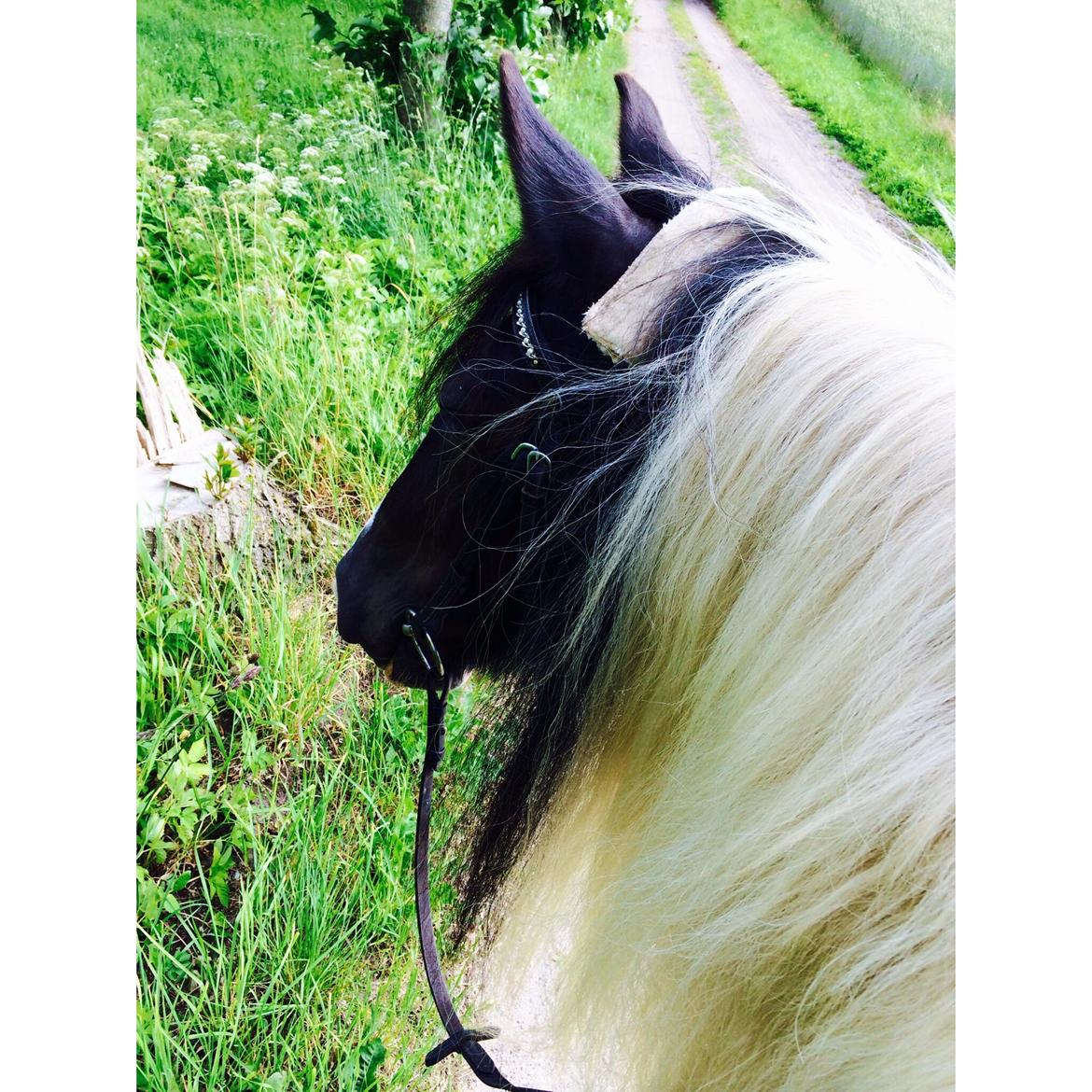 Irish Cob Holms Emmely - spændene! - når mig og emme er på tur og jeg stopper hende op, ved hun gidt jeg tager billeder af hende, så hun vender sit hoved tilbage!! :)  billede 16