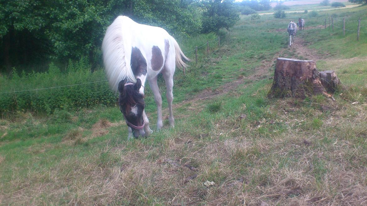 Pinto Araber JH Allonzy *Solgt* R.I.P. 18-01-2017 billede 24