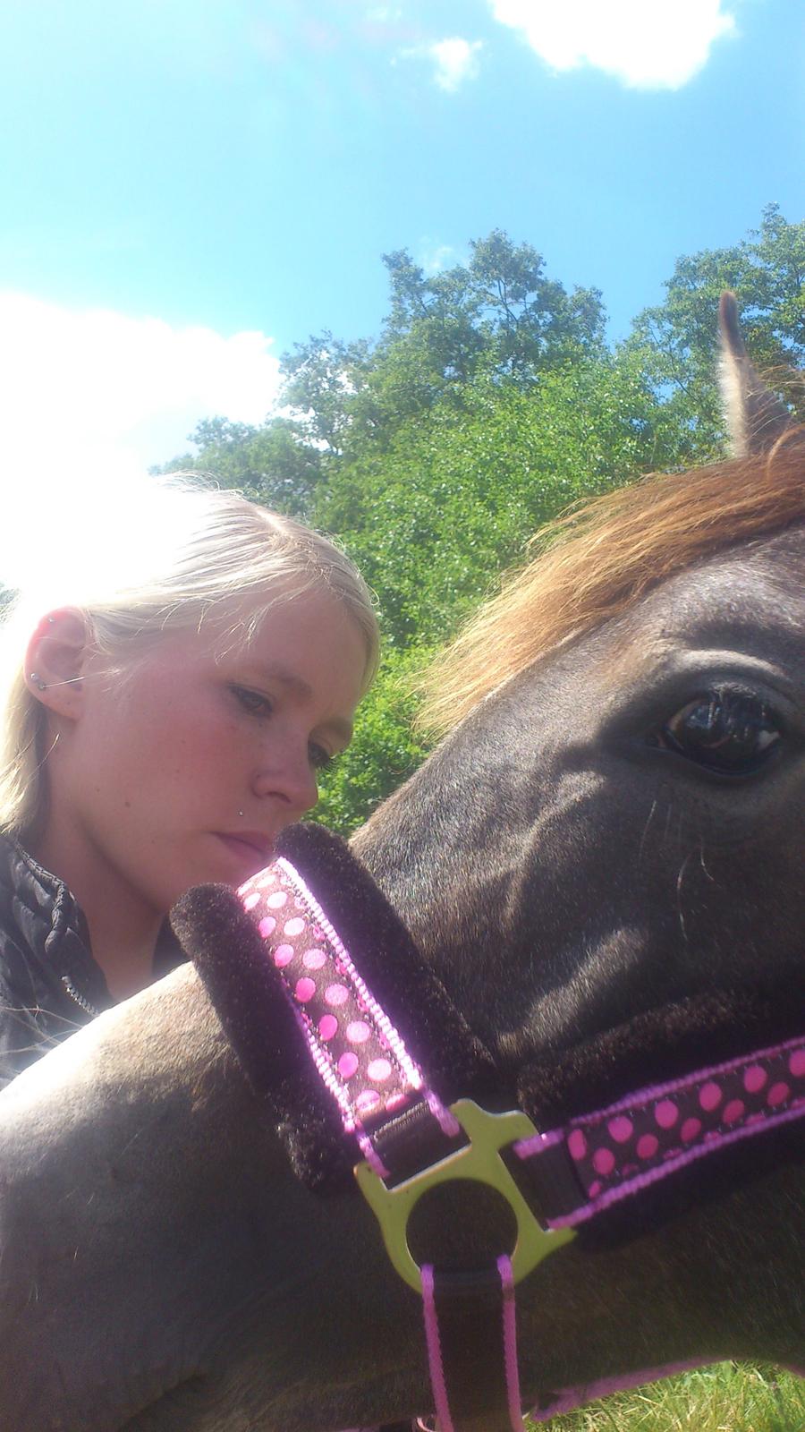 Pinto Araber JH Allonzy *Solgt* R.I.P. 18-01-2017 billede 25