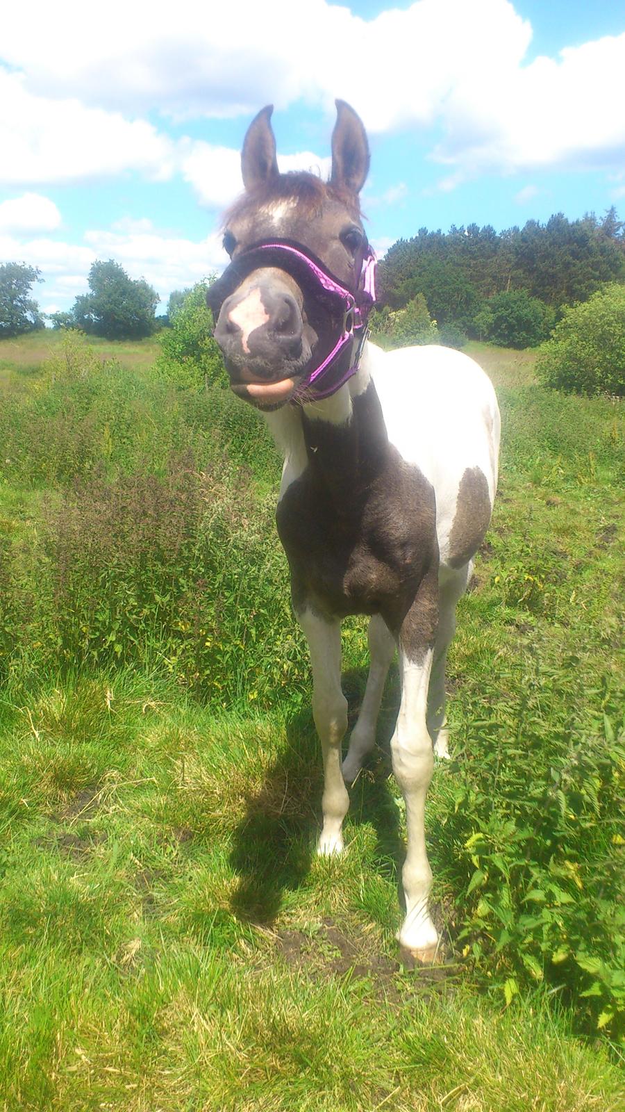 Pinto Araber JH Allonzy *Solgt* R.I.P. 18-01-2017 billede 26