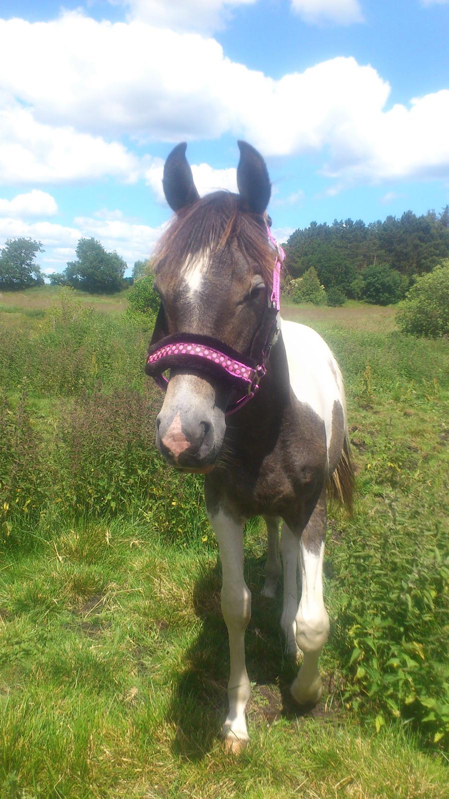 Pinto Araber JH Allonzy *Solgt* R.I.P. 18-01-2017 billede 28