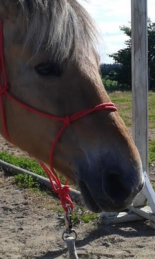 Anden særlig race Ronja Mussen billede 18