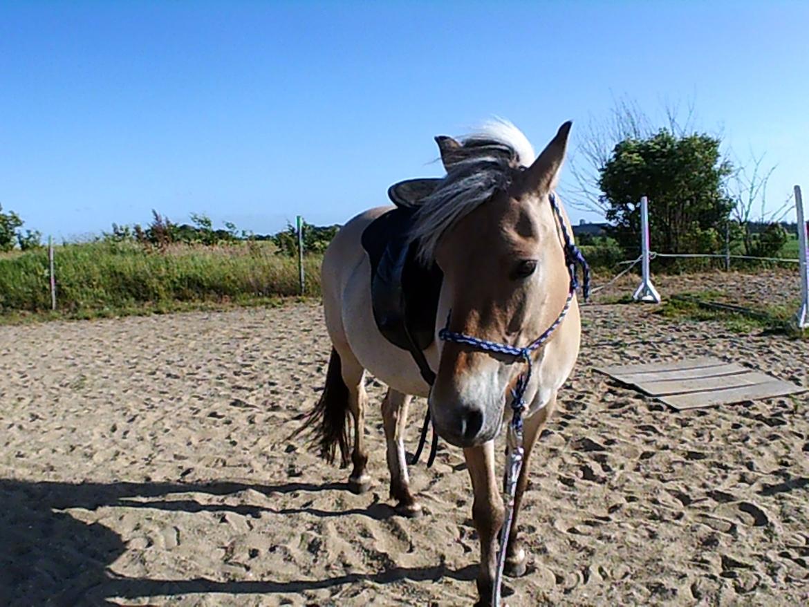 Anden særlig race Ronja Mussen billede 16