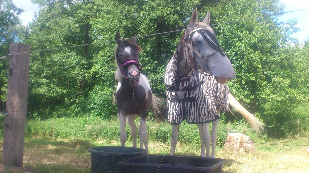 Pinto Araber JH Allonzy *Solgt* R.I.P. 18-01-2017 billede 29