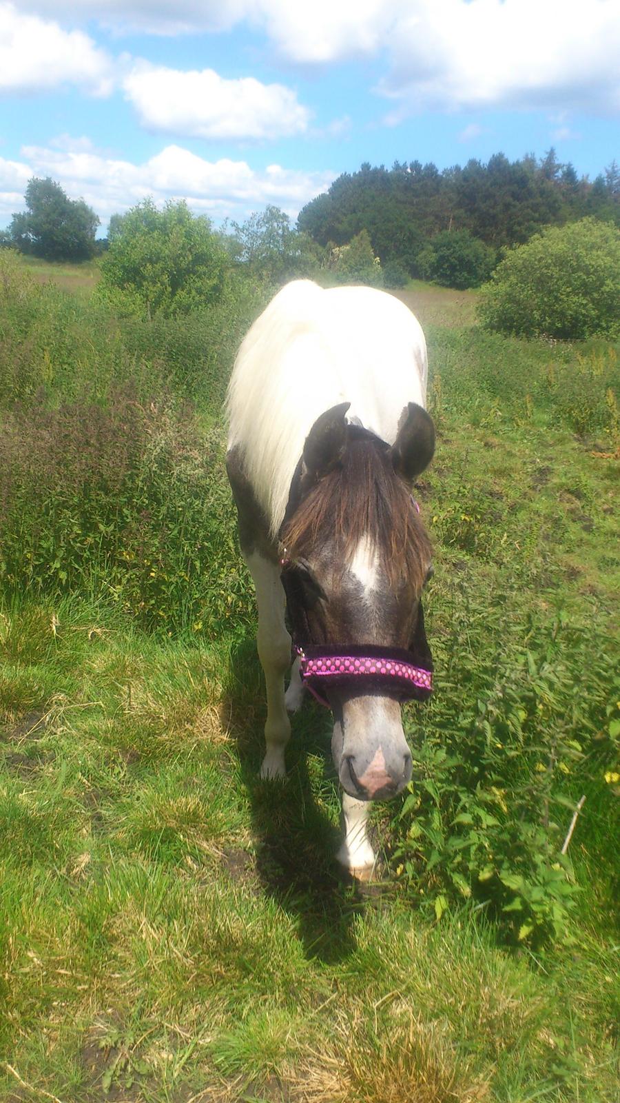 Pinto Araber JH Allonzy *Solgt* R.I.P. 18-01-2017 billede 27