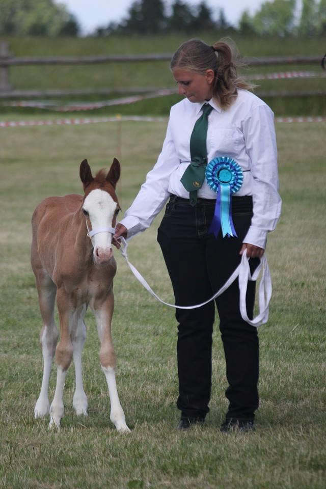 Welsh Cob (sec D) Melanders Flora - Til MM for fun show  21 juni Foto Suzi Kirkeby Pedersen billede 15