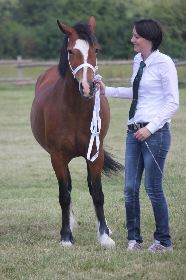 Welsh Cob (sec D) Nebo Tulip - MM for fun show 2014 Foto: Suzi Kirkeby Pedersen billede 29