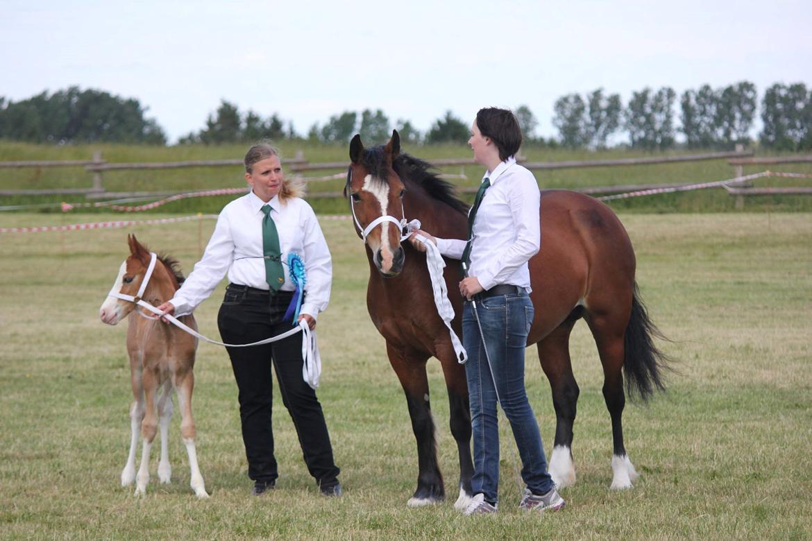 Welsh Cob (sec D) Nebo Tulip - MM for fun show 2014 Foto: Suzi Kirkeby Pedersen billede 4