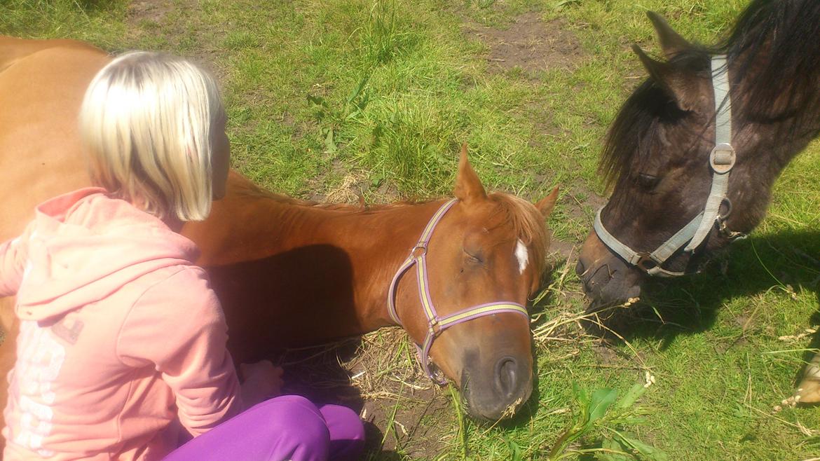 Arabisk fuldblod (OX) KI Gharib ox *Ribber* - *SOLGT* billede 31