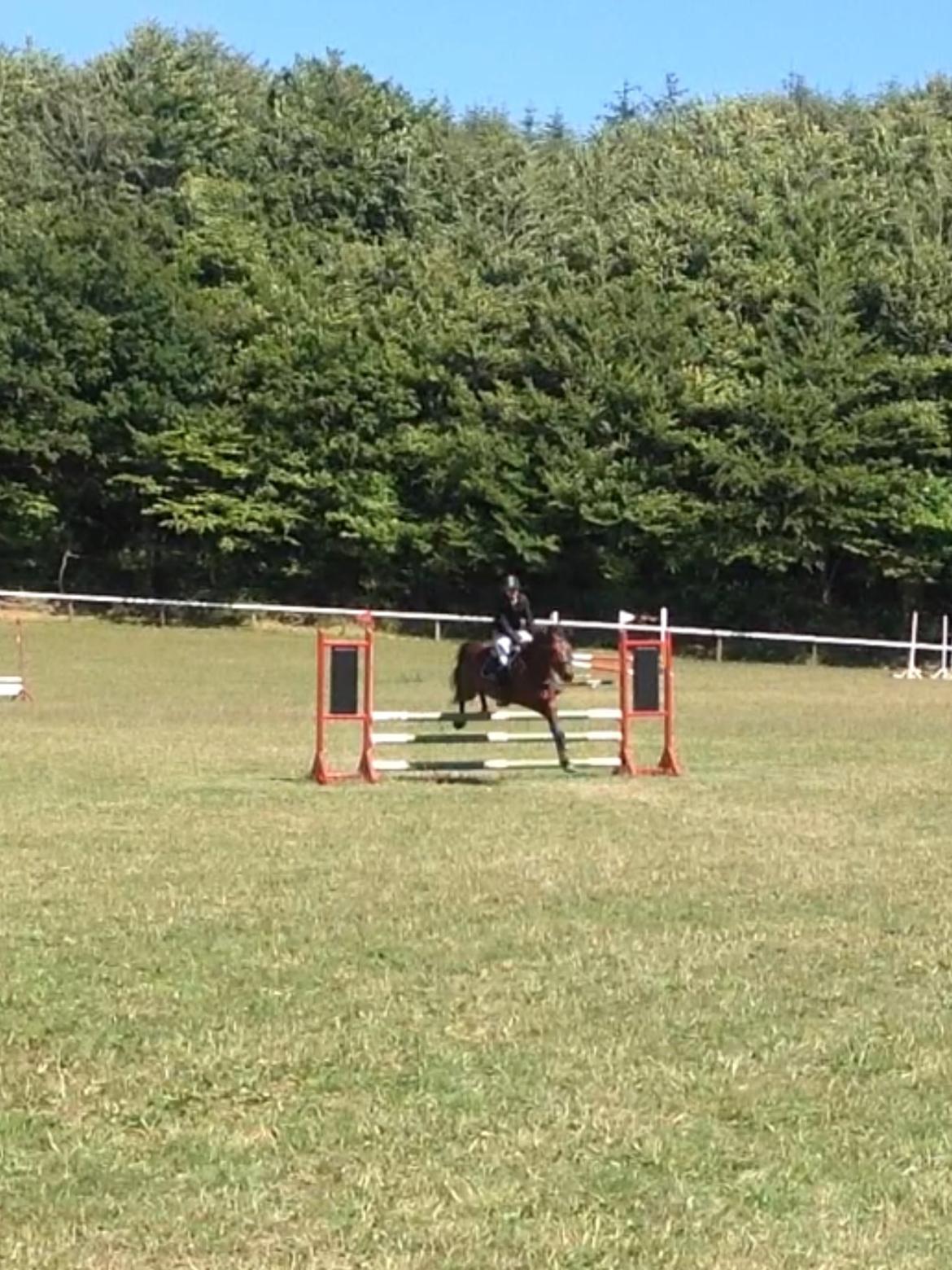 New Forest Lundgaards Kahlua billede 17