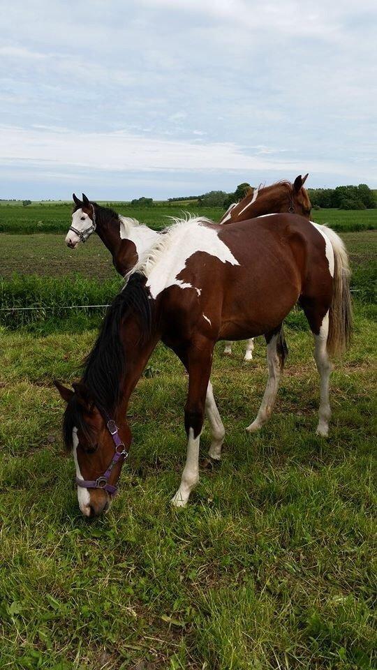 Pinto Kilgast's Bacardi billede 11