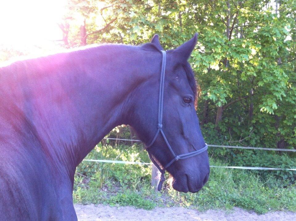 Frieser Max billede 15