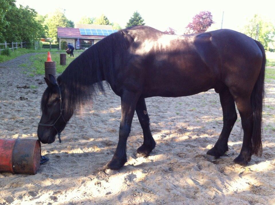 Frieser Max billede 12