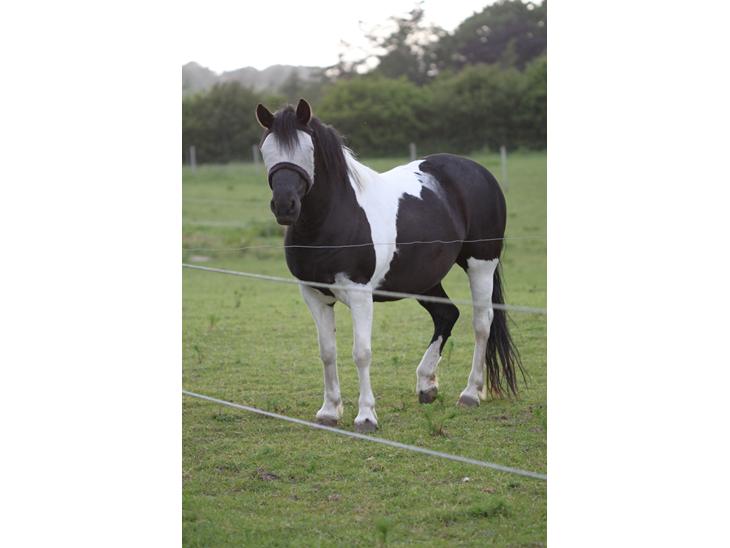 {{currentPhoto.altText}} billede {{currentPhoto.number}}