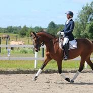 Dansk Varmblod Ellely's Emotion (tidligere hest)