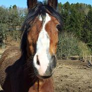 Anden særlig race Four Socks (min part)