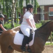 Anden særlig race Rex