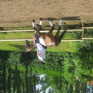 Anden særlig race Rex