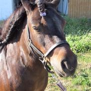 Shetlænder Manse Star str (baby Star )