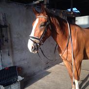 Anden særlig race Cameo