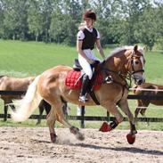 Tyroler Haflinger stuwart