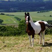 Pinto Painted Diamond