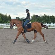 Trakehner Talismann