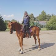Trakehner Talismann
