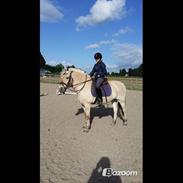 Fjordhest Rose "tidligere part"